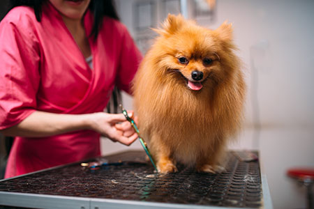 long haired small dog being groomed