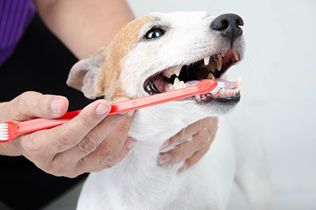 vet brushing dog's teeth