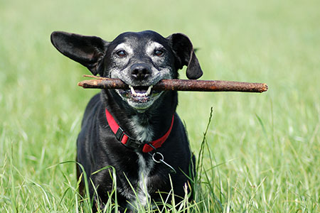 elder dog running through field holding a stick