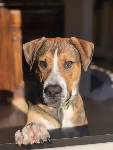 dog in window