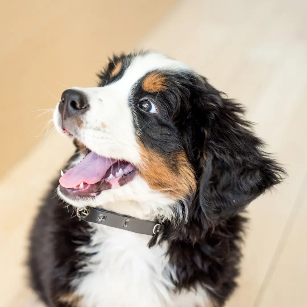 A Dog sits calmly on the floor