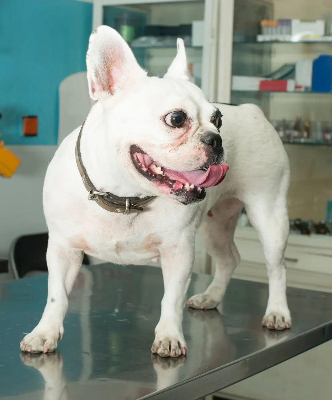 A dog standing on an examination table