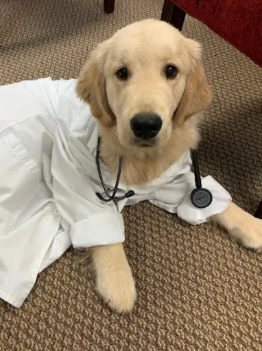 A golden retriever dressed in a doctor's coat