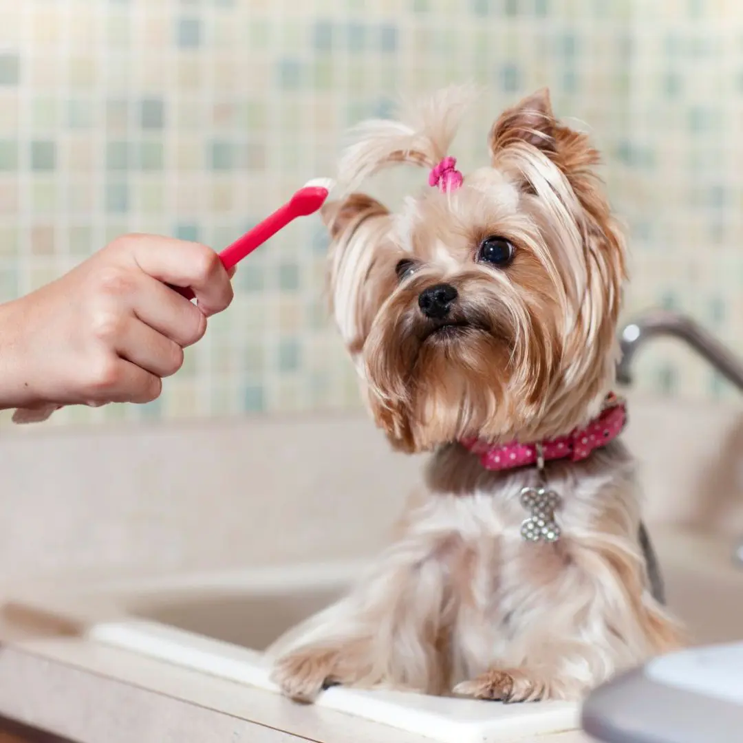 A person grooming a dog