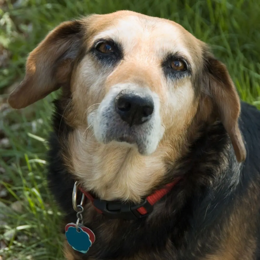 a close up of a dog lying in the grass