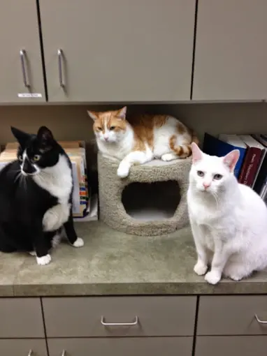 Three cats comfortably resting on a desk