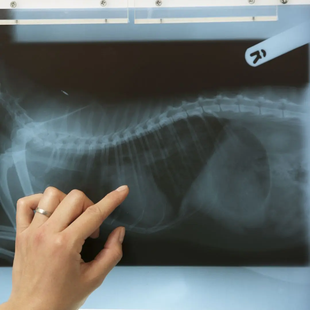 a hand pointing at a x-ray of a pet