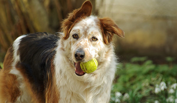 scroungy looking dog holding tennis ball
