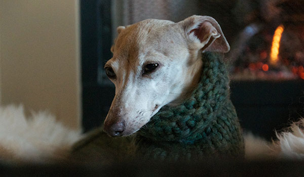 sickly looking dog in a sweater