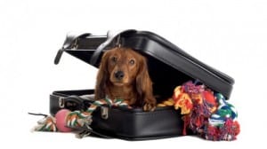 dog sitting in open suitcase