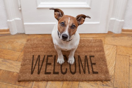 small dog sitting on welcome mat at door