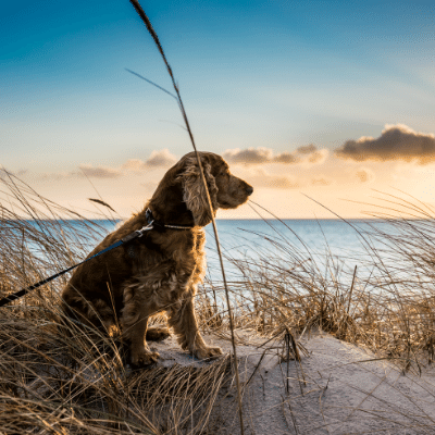 dog at a beach