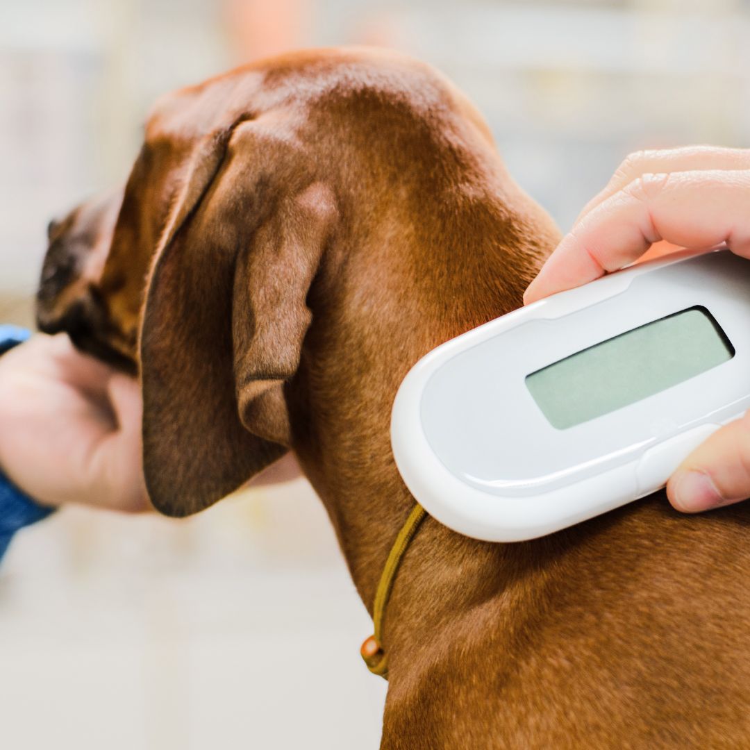 A vet scanning microchip implant of a dog