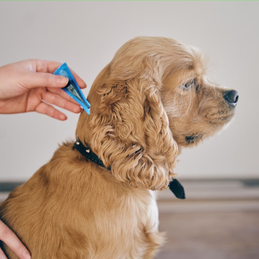 a dog getting his hair flea by a person