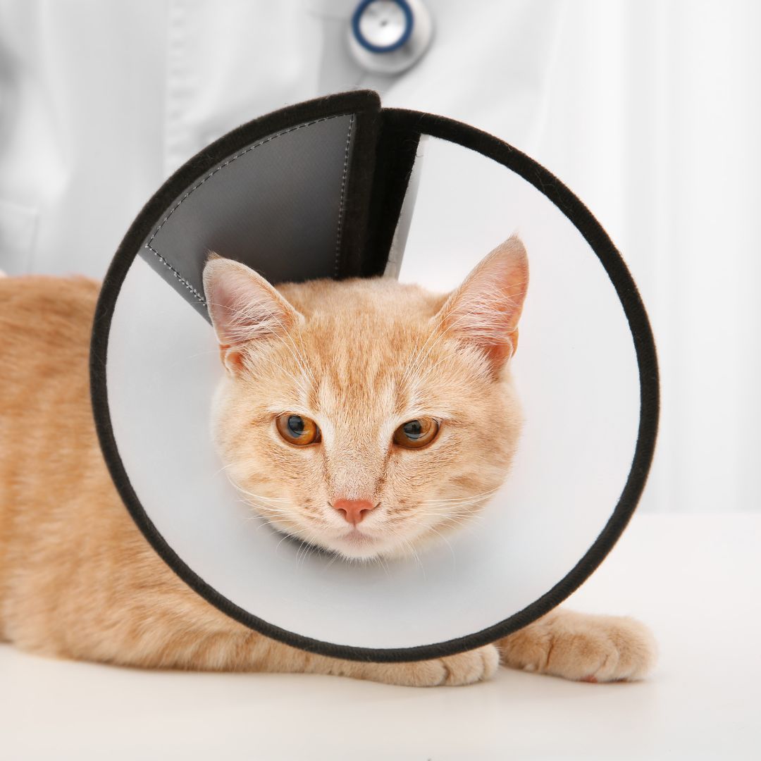 a cat wearing cone