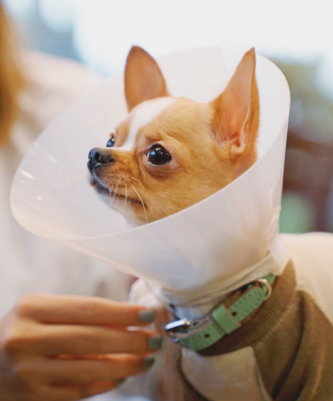 a dog wearing a cone