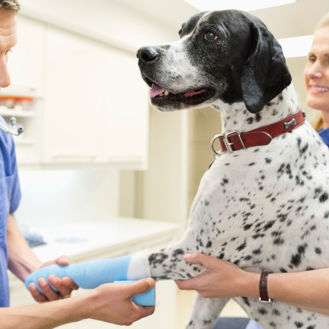 a vet bandage of a dog